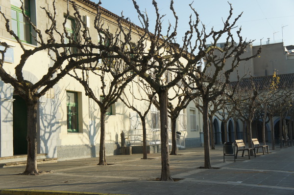 Hàng cây trong thị trấn cổ